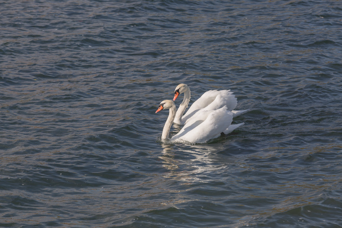 Observations from the Lake - 001