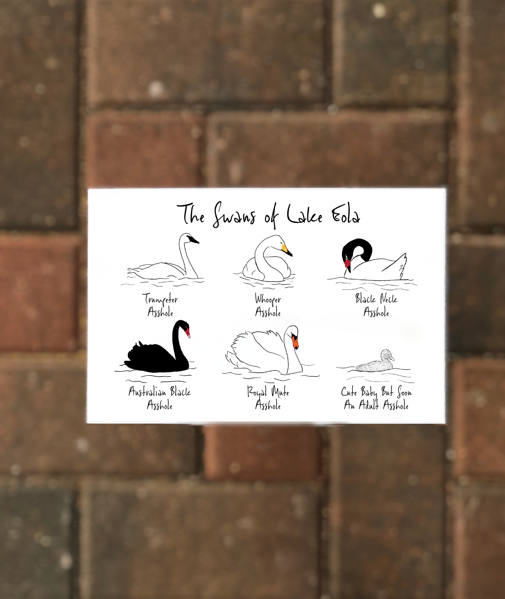 Swans of Lake Eola Postcard